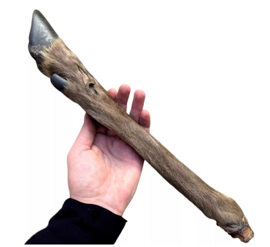 Extra Large Hairy Deer Leg – 100% Natural & Organic Long-Lasting Dog Chew (18'')