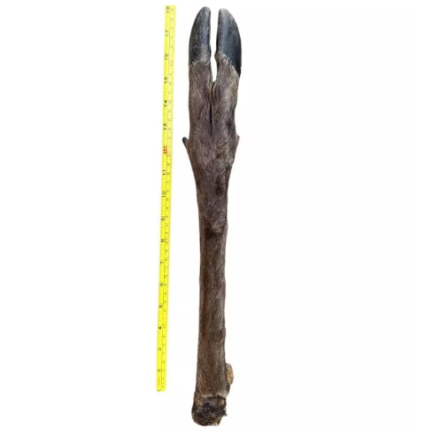 Extra Large Hairy Deer Leg – 100% Natural & Organic Long-Lasting Dog Chew (18'')