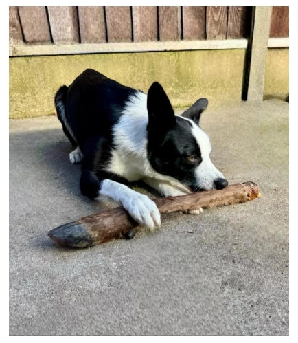 Extra Large Hairy Deer Leg – 100% Natural & Organic Long-Lasting Dog Chew (18'')