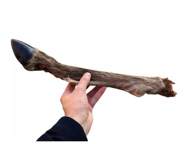 Extra Large Hairy Deer Leg – 100% Natural & Organic Long-Lasting Dog Chew (18'')